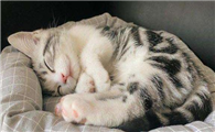 猫咪为什么老爱睡床边啊