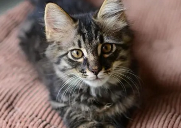 狸花猫跑丢还能找到吗
