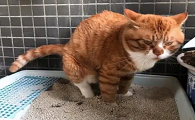 为什么猫咪拉屎超级臭