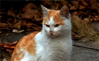 流浪猫预示戴孝真的吗