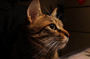 狸花猫只认第一个主人吗 狸花猫只认第一个主人吗
