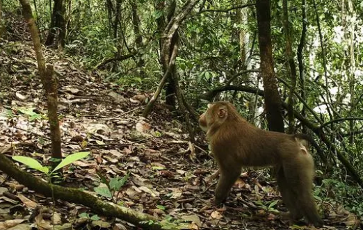 北方豚尾猕猴有哪些特征? 北方豚尾猕猴有哪些特征?