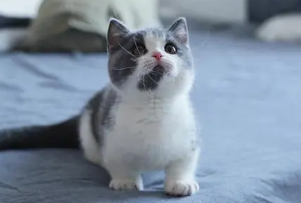 矮脚猫是不是弓背严重