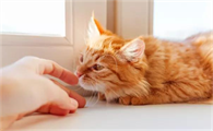 猫咪为什么会被人惯啊