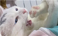 猫咪为什么咬脚上毛毛啊