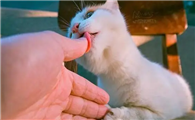 猫咪为什么会舔主人啊