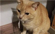 猫咪口水臭怎么办呢