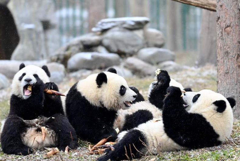 熊猫的食物是什么