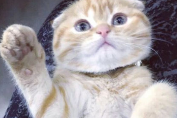 端午猫是英短还是美短