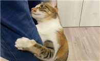 猫咪为什么喜欢吸腿呢