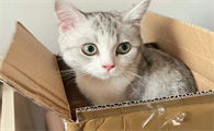 猫咪为什么待在纸箱里面