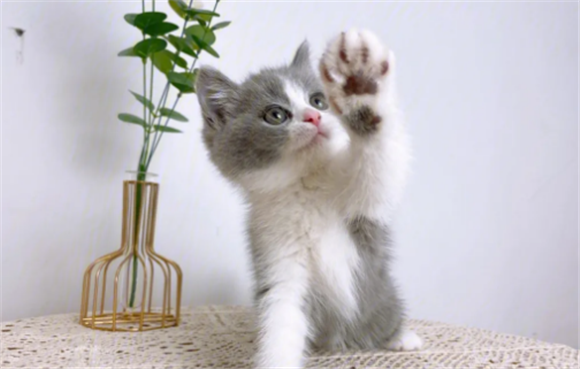 蓝白小猫价位一般在多少钱 蓝白小猫价位一般在多少钱