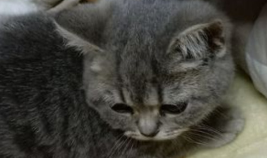 端午色是什么品种的猫 端午色是什么品种的猫