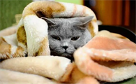 夏天猫咪身体为什么那么冷呢