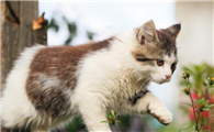 猫咪为什么喜欢舔锅盖呢