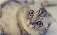 猫咪为什么比人类可爱呢