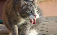猫咪偶尔吐是为什么呢