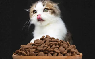 奇鲜猫粮和弗列加特哪款好 奇鲜猫粮和弗列加特哪款好