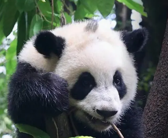 被终身认养的大熊猫有哪些
