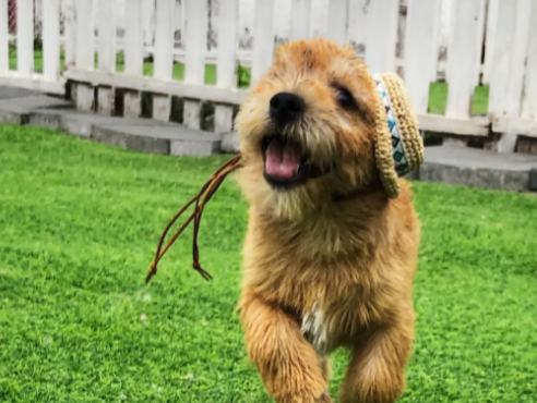 简单介绍：什么是诺维奇梗犬？