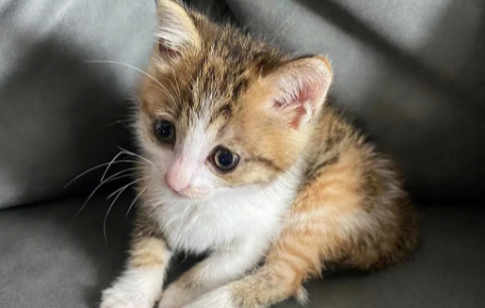 小奶猫为什么那么凶 小奶猫为什么那么凶
