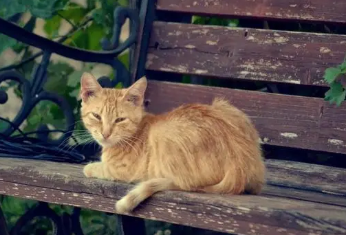 宁波流浪猫收养中心