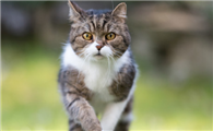 猫咪为什么跑呢