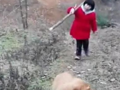 金毛和小主人下地干活,狗子的举动暖心了,网友:忠犬 金毛和小主人下地干活,狗子的举动暖心了,网友:忠犬