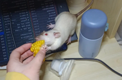 怎么和花枝鼠培养感情 怎么和花枝鼠培养感情