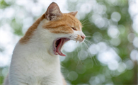 猫咪为什么张嘴叫个不停