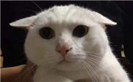 猫咪耳朵缩着是为什么呢