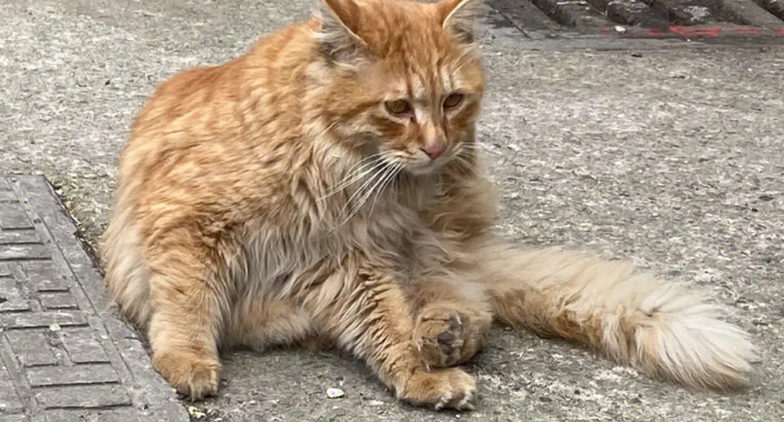 流浪猫半身瘫痪,被数家医院建议安乐,两年后奇迹站起来了…… 流浪猫半身瘫痪,被数家医院建议安乐,两年后奇迹站起来了……