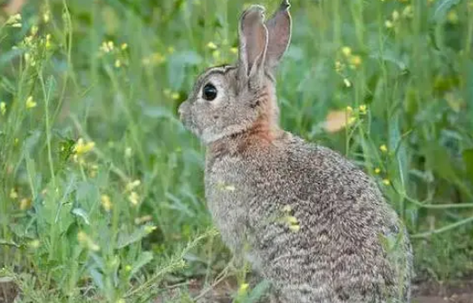 世界名兔—穴兔