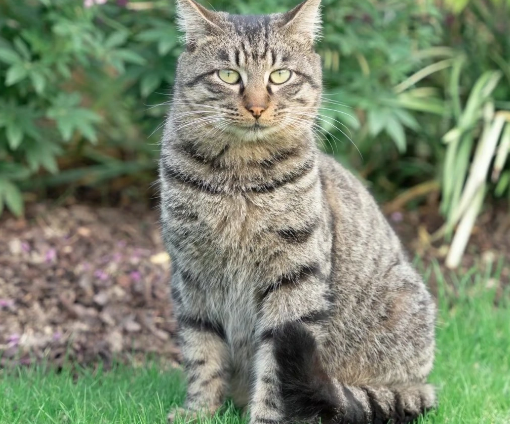 狸花猫的品种多少钱一只
