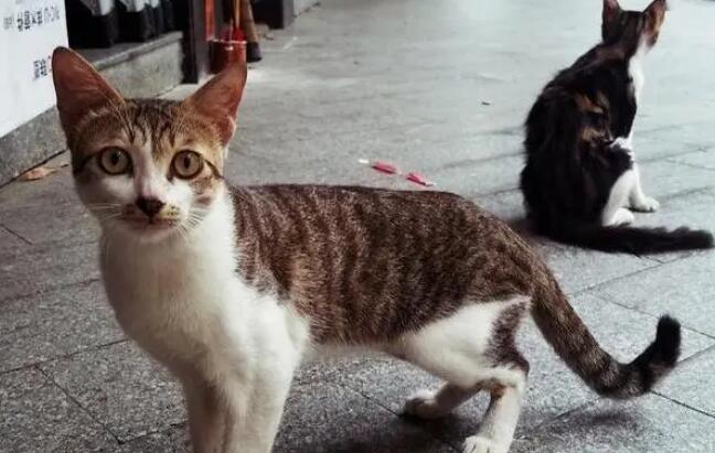 狸花猫为什么不建议养