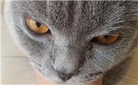 猫咪眼睛为什么会没精神呢