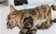 为什么说猫咪会绝育好呢