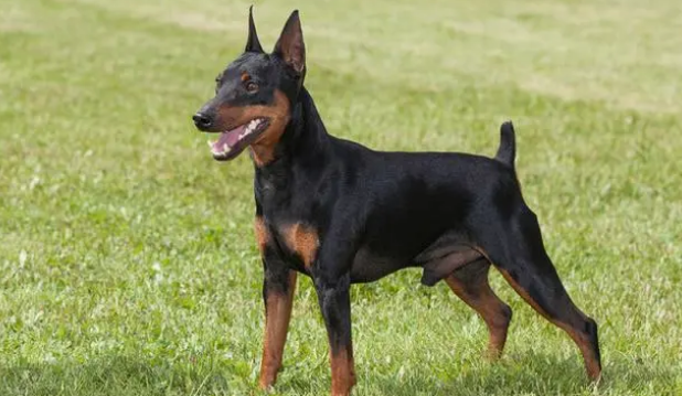 迷你杜宾犬狗粮如何选择好