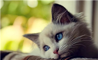 猫咪不吃东西吃什么补充营养呢