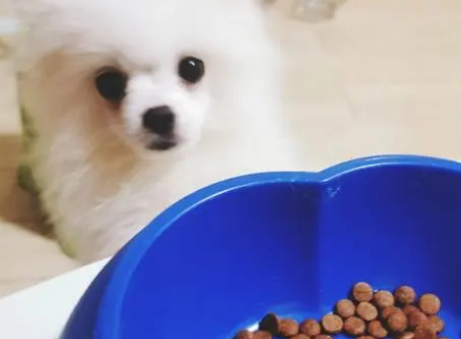 如何给博美犬选狗粮吃呢 如何给博美犬选狗粮吃呢