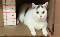 猫咪为什么需要纸箱子呢