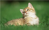 猫咪为什么不想玩玩具的原因