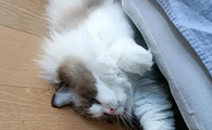 为什么猫咪突然钻床底