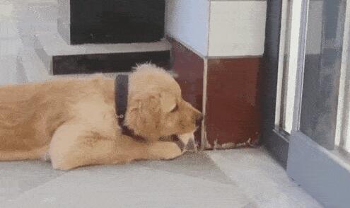 深夜被恶犬追赶，吓得我一路狂奔