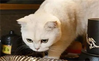 为什么感觉猫咪吃不饱了呢