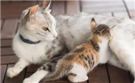 猫咪踩奶是什么原因呢