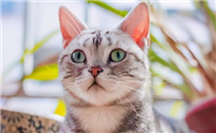 猫咪为什么老是看自己呢