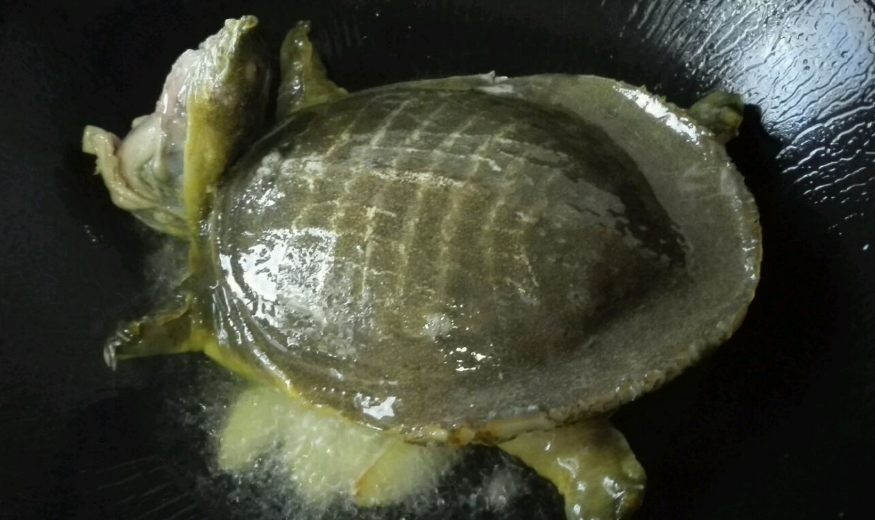 红烧甲鱼的家庭做法 红烧甲鱼的家庭做法