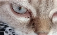 猫咪为什么总是长眼屎呢