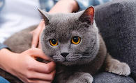 猫咪为什么会脱离家庭